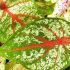 Caladium