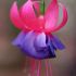 Fuchsia sau cercelusul