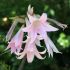 Amaryllis
