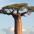 Baobabul Grandidier (Adansonia grandidieri)