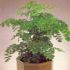 Adiantum
