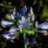 Floarea dragostei (Agapanthus africanus)