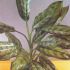 Aglaonema