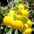 CALCEOLARIA