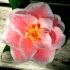 CAMELLIA