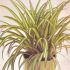  Chlorophytum Comosum