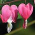 Plante decorative: Dicentra spectabilis
