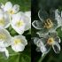 Diphylleia Grayi – o floare unica in lume