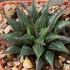 Haworthia