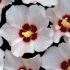Zamosita (Hibiscus syriacus)