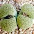 Lithops (Piatra vie)