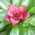 Bromelia, o planta rara si spectaculoasa