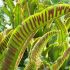 Navalnicul (Phyllytis scolopendrium)