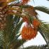 Curmalul (Phoenix dactylifera)