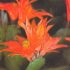 Schlumbergera Truncata