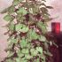 Syngonium Podophyllum