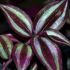 Plante decorative. Tradescantia