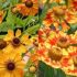 Floarea Elenei - Viguroasa Helenium Autumnale