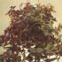 Zebrina Pendula 