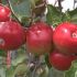 Remedii naturale pentru durerile de dinti