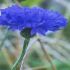 CENTAUREA CYANUS
