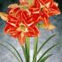 Amaryllis sau crinul rosu