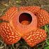 Rafflesia arnoldi - cea mai mare floare din lume