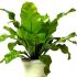 Plantele de apartament si lumina