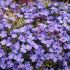 Aubrieta