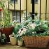 Balconul gradina