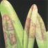 Bolile si daunatorii plantelor decorative