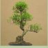 Bonsai