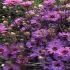 CATANANCHE
