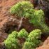 Dendroseris neriifolia - cel mai rar copac