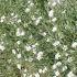 CERASTIUM