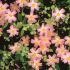 CISTUS