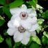 Clematis