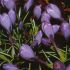 CROCUS