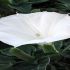 DATURA