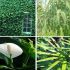 Purificati aerul cu ajutorul plantelor