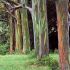 Arborele multicolor - Eucaliptul Curcubeu