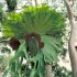 Feriga corn de cerb (Platycerium superbum)