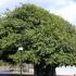 Smochinul indian (Ficus benghalensis)