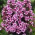 Tufele de flox (Phlox paniculata)