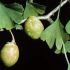Ginkgo biloba