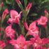Bucurati-va de gladiole