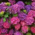 Hortensia