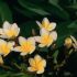 Iasomia (Philadelphus saxifragaceae)
