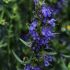 Plante aromatice