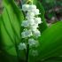 Lacramioarele (Convallaria majalis)